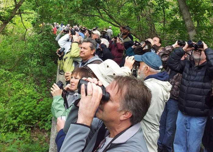 Birding is easy. It is massive. Intro 4. Birding 101