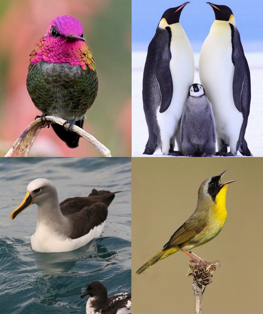 Annas Hummingbird (Danny Perez), Emperor Penguin (Anne Froehlich), Bullers Albatross (Duncan - Angry Sunbird), Masked Yellowthroat (Nathas)