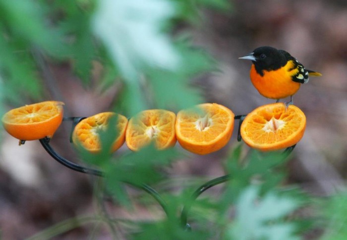 Baltimore Oriole are particularly interested in oranges. Photo: Deborah Jean Cohen