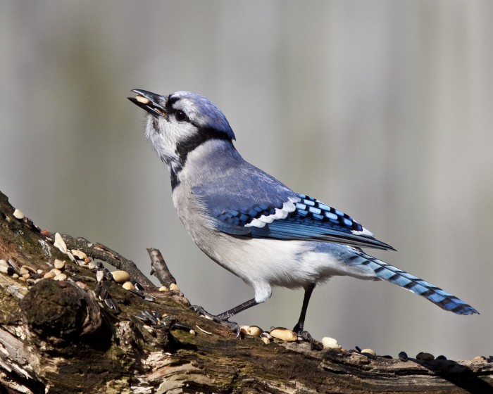 Blue Jay by Linda Pizer