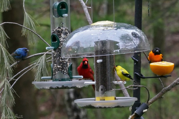 Goldfinch, Cardinal, Blue Bunting, Baltimore Oriole Melissa Penta - bachelors Feeder Watch